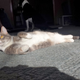 Illustration for article titled My cat thinks shes a pin-up